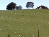 1_2002-le-chant-des-moutons-ecosse-video.jpg